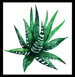 水彩绘条纹芦荟植物