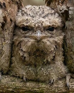 蟆口鸱
