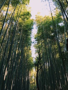 竹林深处的光影世界