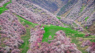 山谷烂漫花海美景