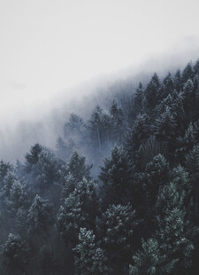 雾中森林景观