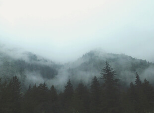 云雾缭绕的山林美景