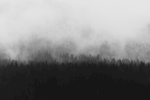 雾中森林景象