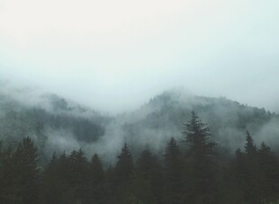 云雾缭绕的山林美景