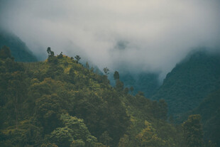 云雾缭绕的山林美景