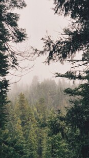 雾中森林景象