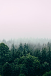 雾中葱郁森林美景