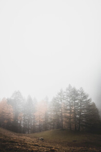 雾中树林秋意朦胧之景