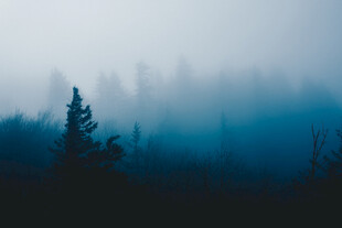 雾中森林景象