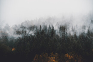 云雾缭绕的山林美景