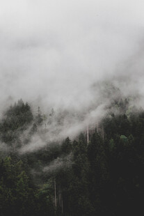 云雾缭绕的山林美景