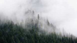 云雾缭绕的山林美景