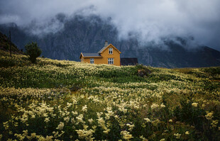 山间小屋旁的烂漫花海