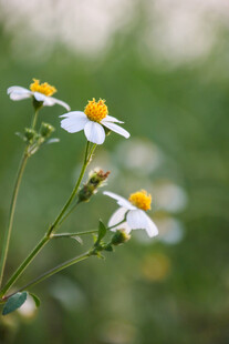 小白菊
