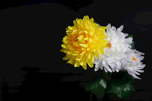 黄白菊花绽放