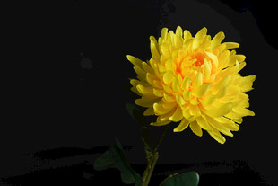 黄色菊花特写