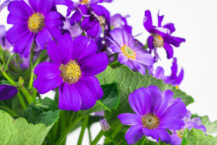 紫色菊花