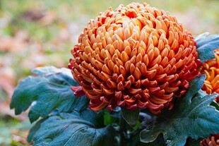 橙色菊花特写