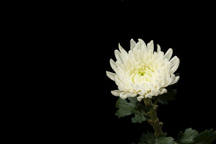 白色菊花特写