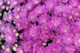紫色菊花