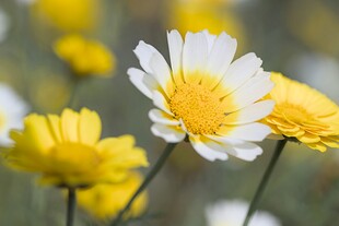 雏菊