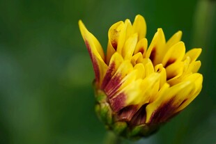 黄色菊花