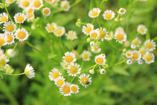 清新小雏菊