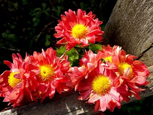 艳丽菊花