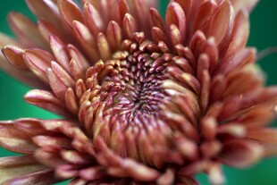 棕红色菊花特写