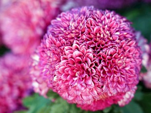 艳丽粉色菊花特写