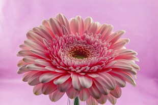 粉色非洲菊特写