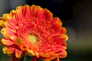 艳丽非洲菊特写