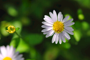 清新小白菊