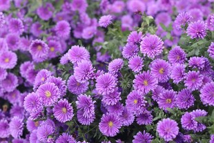紫色雏菊