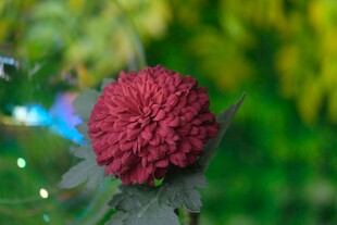 红色球状菊花