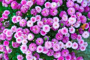 缤纷粉色菊花