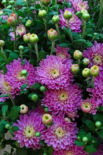 紫色菊花