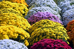 菊花