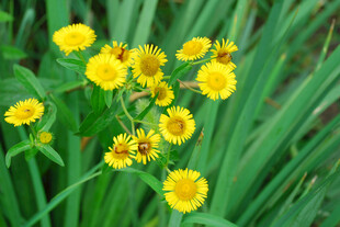 黄色野菊花
