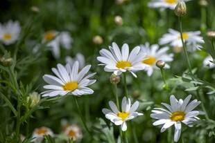雏菊