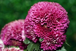 艳丽紫菊花特写