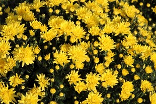 金黄灿烂的菊花花海