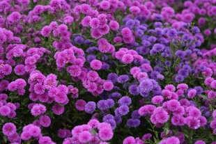 浪漫紫色菊花花海绽放