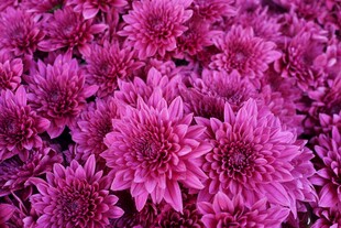 紫色菊花