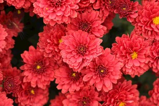 粉红色菊花