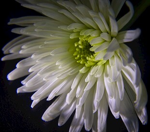 白色菊花特写