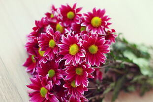 粉色小雏菊