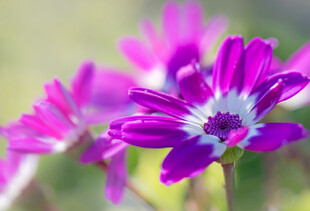 紫色菊花