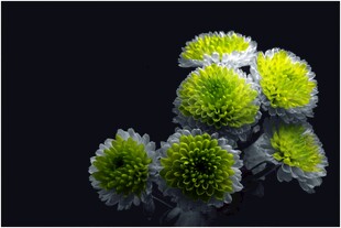 绿色球状菊花