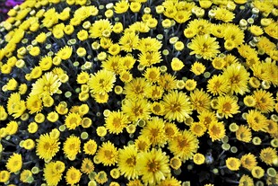 黄色小菊花密集绽放